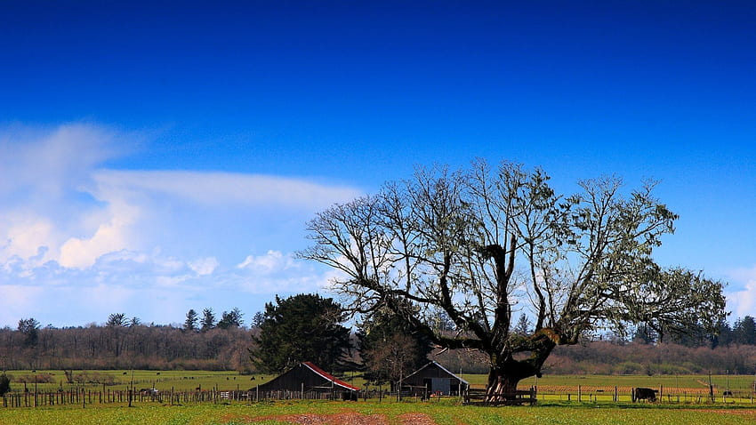 bright sunny day on a farm, trees, farm, sky, cows HD wallpaper