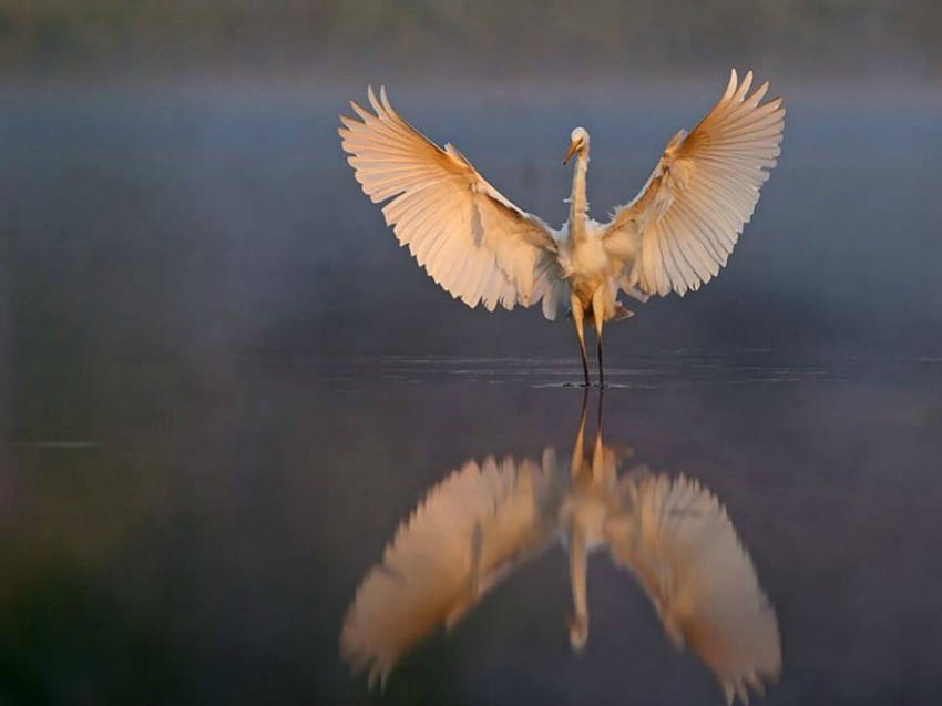 crane dance, wings, dance, crane, lake, reflections HD wallpaper