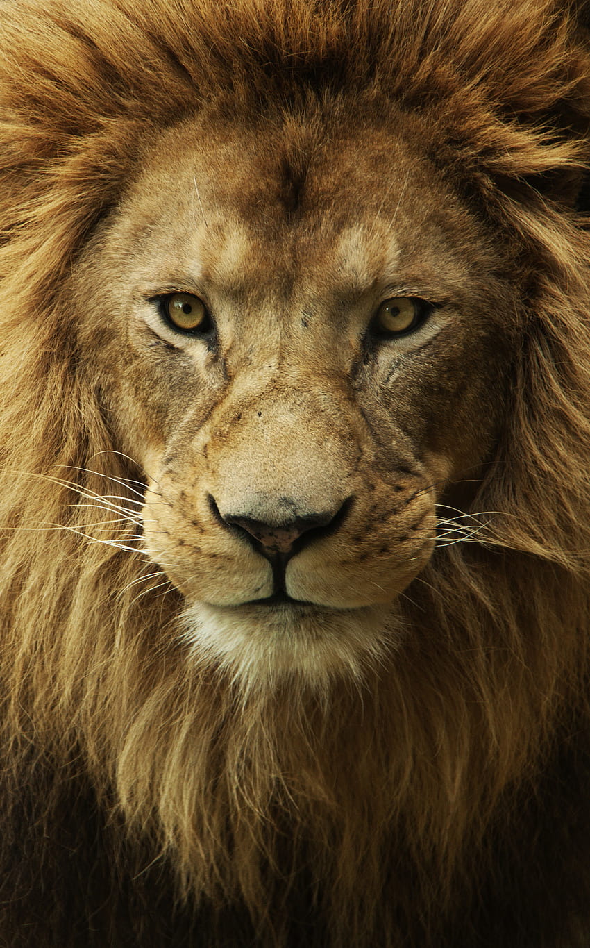 Angry Lion Phone -, Lion Eyes HD phone wallpaper