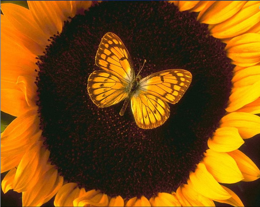 butterfly on sunflower, black, seeds, butterfly, orange butterfly, yellow, flower, sunflower, large sunflower HD wallpaper