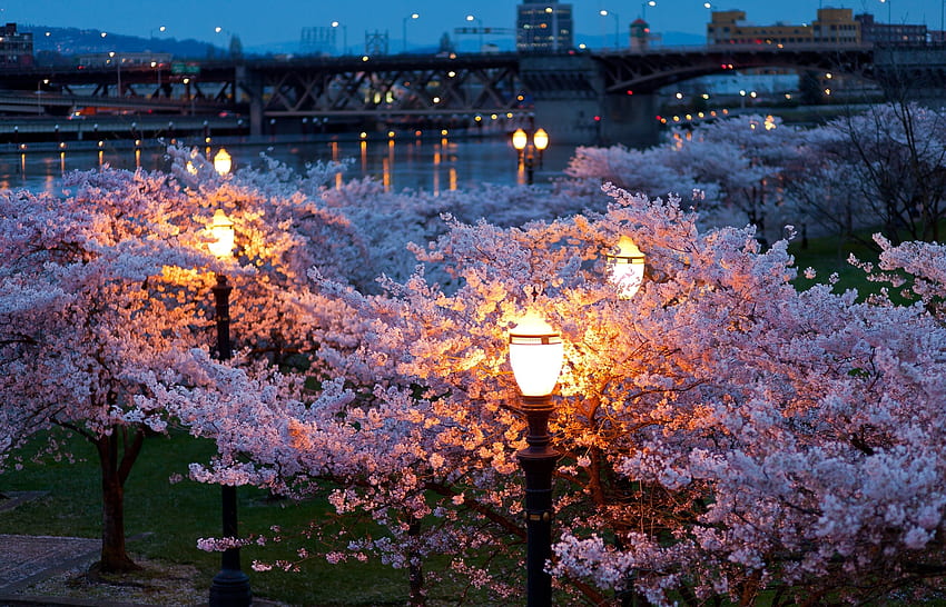 Spring, Cities, Rivers, Bridges, Trees, Night, City, Lights, Park, Lanterns, Bloom, Color, Evening HD wallpaper