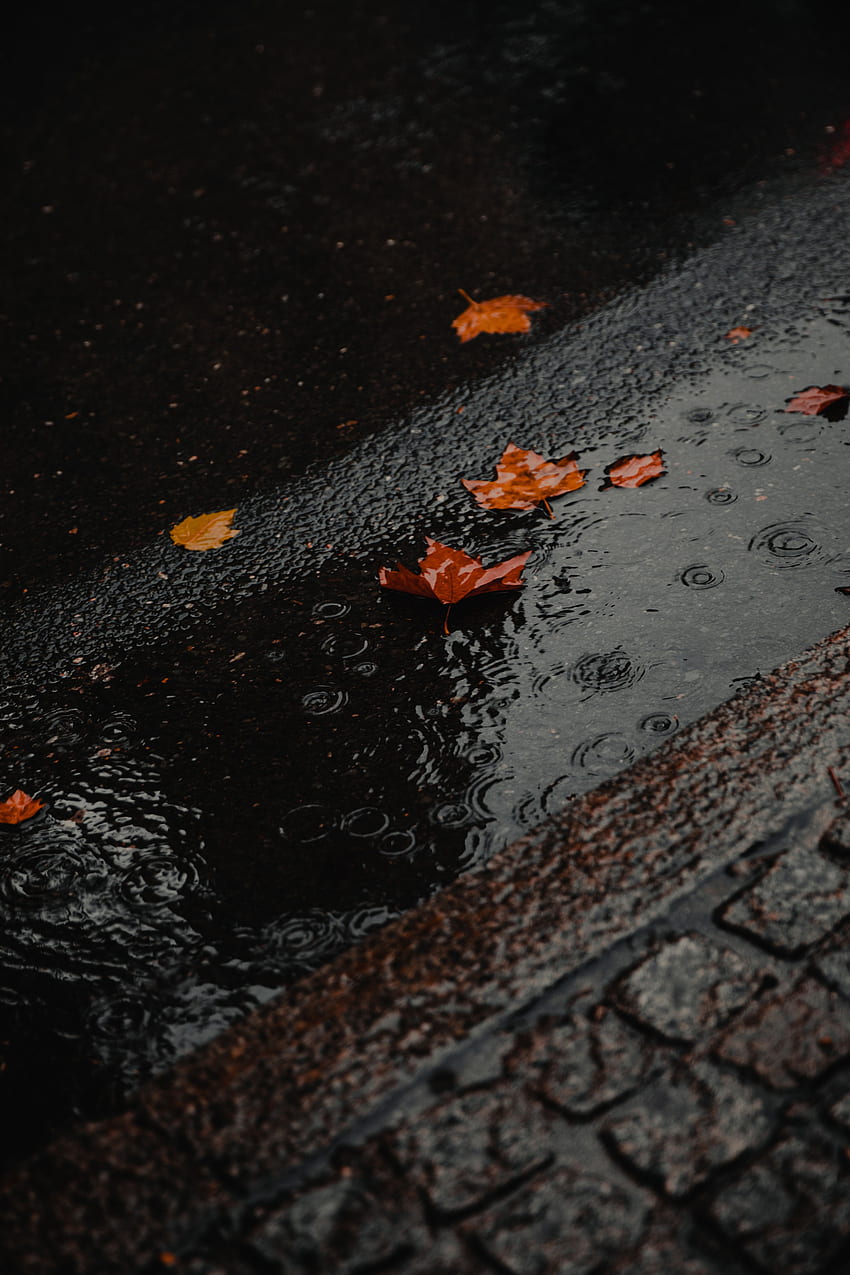 自然, 雨, ウェット, アスファルト, 紅葉, 水たまり HD電話の壁紙