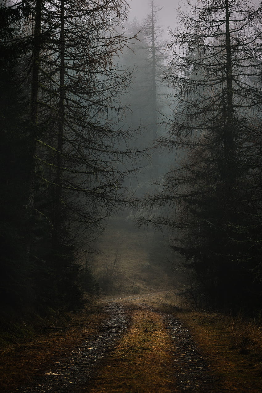 Naturaleza, árboles, otoño, bosque, niebla, ramas, camino, sombrío fondo de pantalla del teléfono