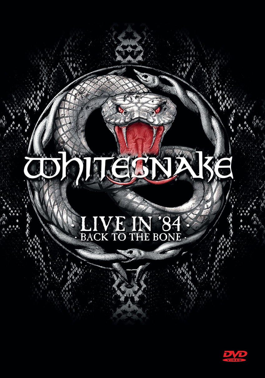 Whitesnake Live In 1984 Back To The Bone  HD phone wallpaper  Pxfuel