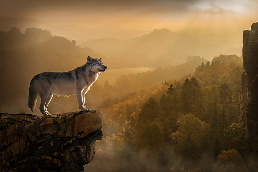 Serigala, Hewan, Batu, Istirahat, Jurang, Predator Wallpaper HD