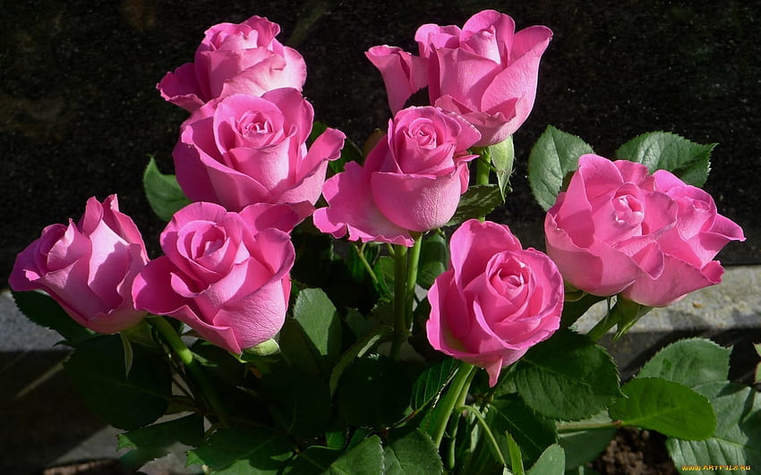 Розови рози, розово, природа, цветя, рози HD тапет