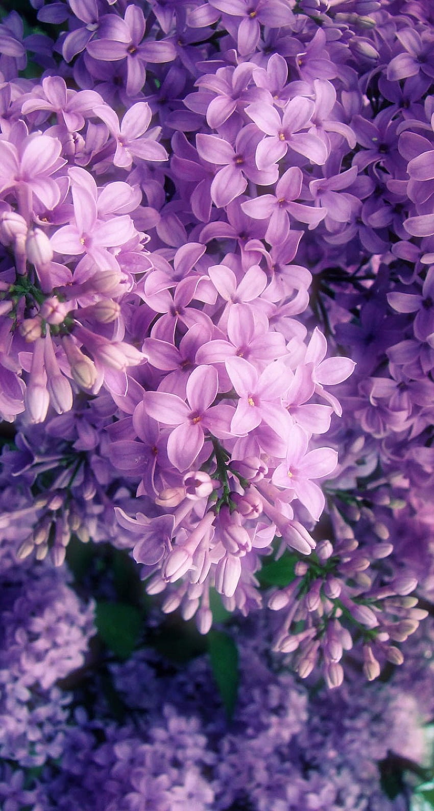 MozRoz by MdJ on Lovely Lilacs. Purple flowers , Purple flowers, Flower aesthetic HD phone wallpaper