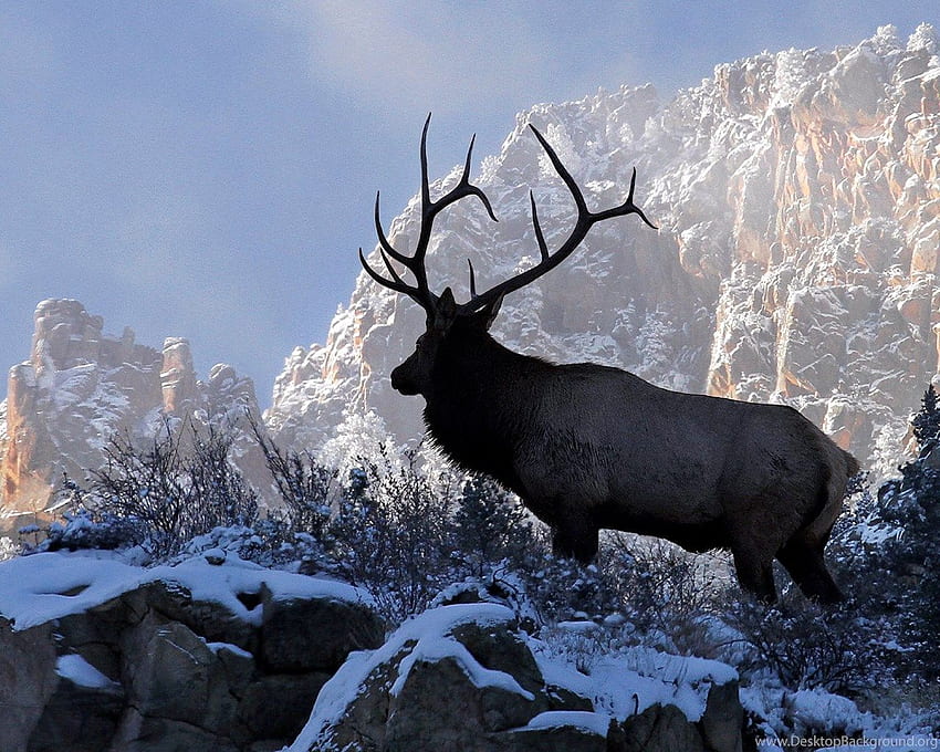 Bull Elk Wallpapers  Top Free Bull Elk Backgrounds  WallpaperAccess