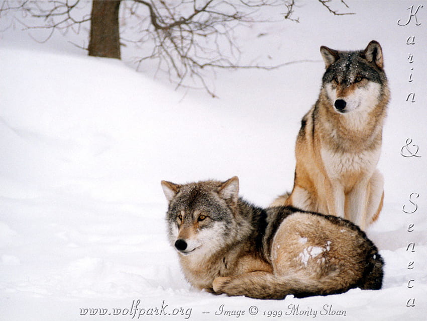 Deux loups majestueux assis, loups en alerte, beaux loups, loups gris, loups, animaux, neige, nature Fond d'écran HD