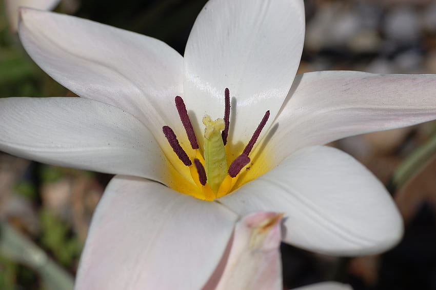 Tulipa, natura, marco, fiore Sfondo HD