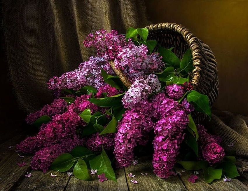Still life with basket of lilacs, Flowers, Lilacs, Basket, Purple HD wallpaper
