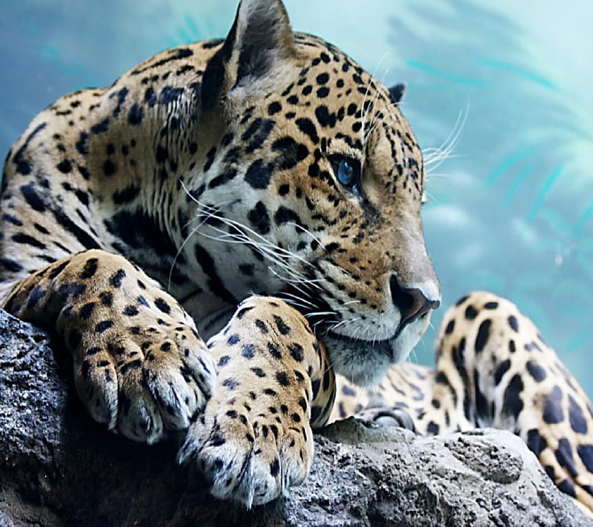 beau léopard, animal, tigre, art, , chat, , gros chats, léopard, neige, mâle, femelle Fond d'écran HD