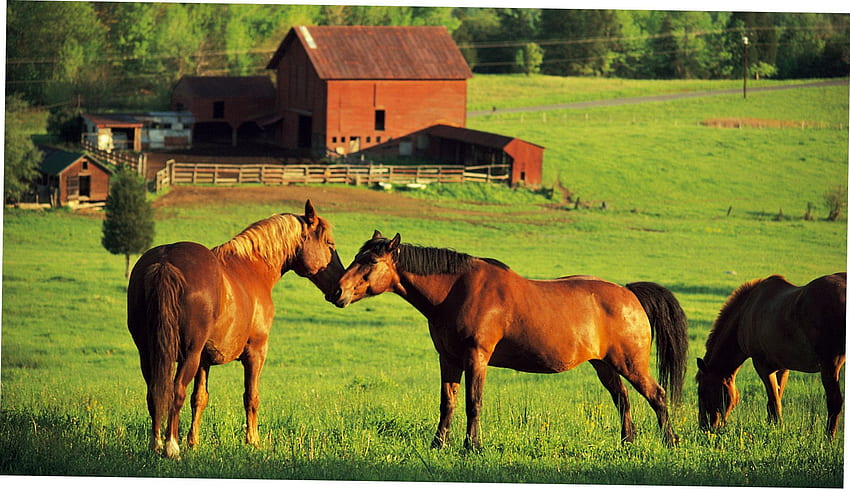 Fundo de rancho, rancho de cavalos papel de parede HD