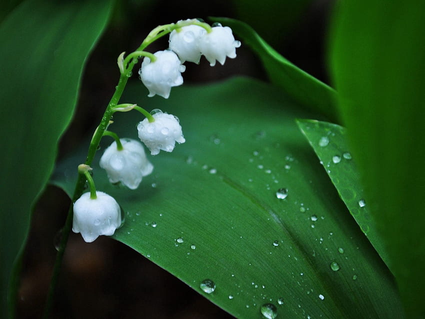 Flowers, Leaves, Drops, Lily Of The Valley, Flower, Morning, Dew, Bell HD wallpaper
