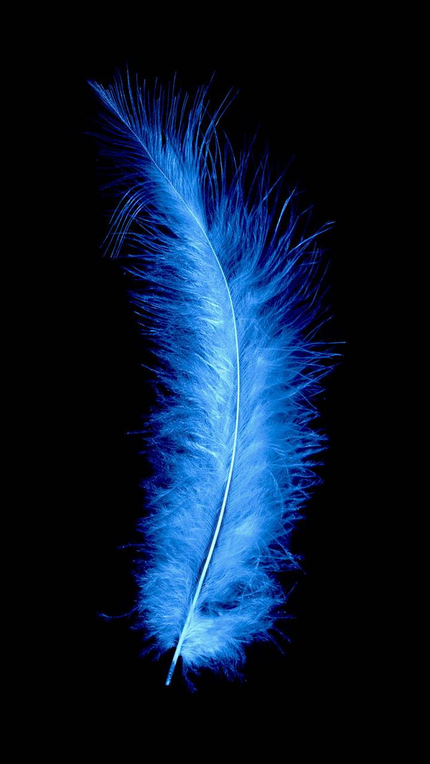 Blue Feather HD phone wallpaper