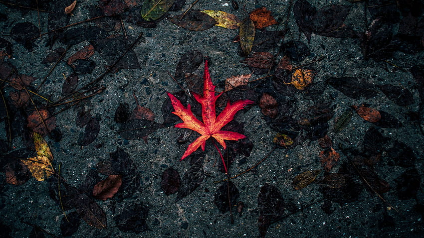 Leaf, Single, Fall, Autumn HD wallpaper | Pxfuel