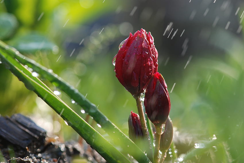 ธรรมชาติ ดอกไม้ ฝน มาโคร สีเขียว หน่อ วอลล์เปเปอร์ HD
