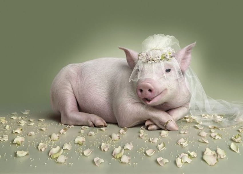 PIG BRIDE, pink, cute, rodent, bride, pig HD wallpaper