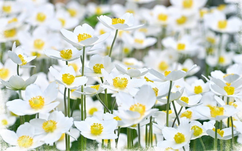 *** Малки бели цветя ***, natura, biale, kwiaty, drobne HD тапет