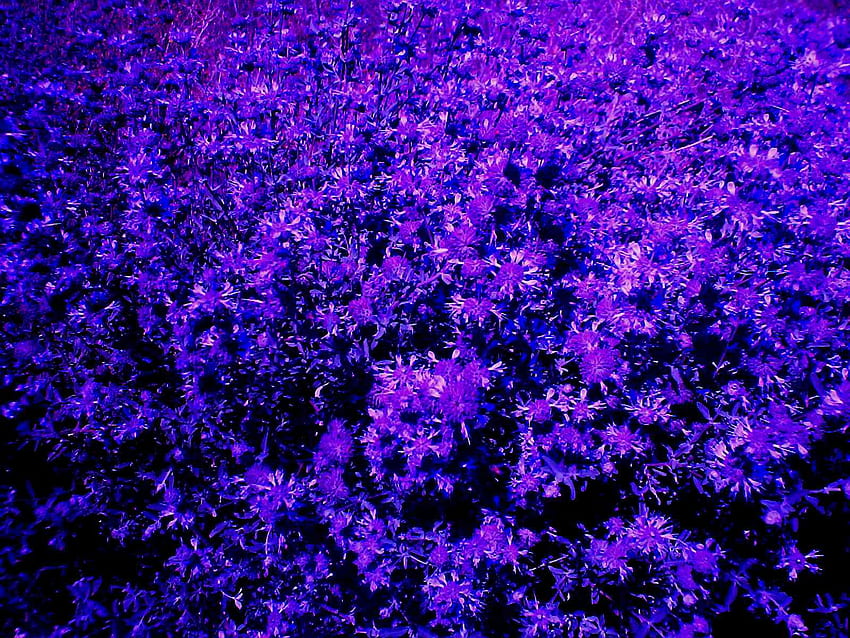 Violet Flower, Lilac Aesthetic HD wallpaper | Pxfuel