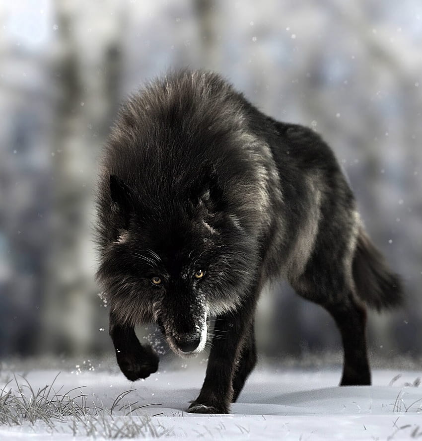 Animais, Cão, Predador, Lobo, Vida Selvagem Papel de parede de celular HD