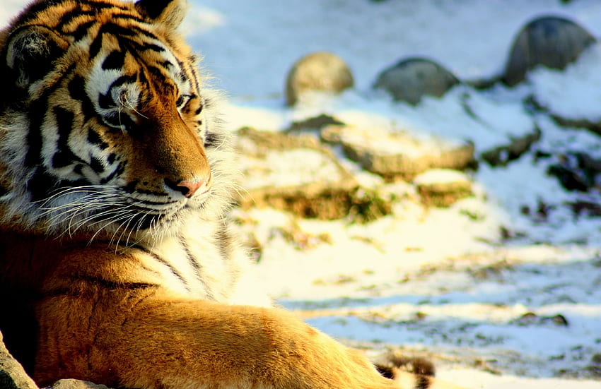 สัตว์ หิมะ นอนลง โกหก นักล่า แมวตัวใหญ่ เสือ วอลล์เปเปอร์ HD