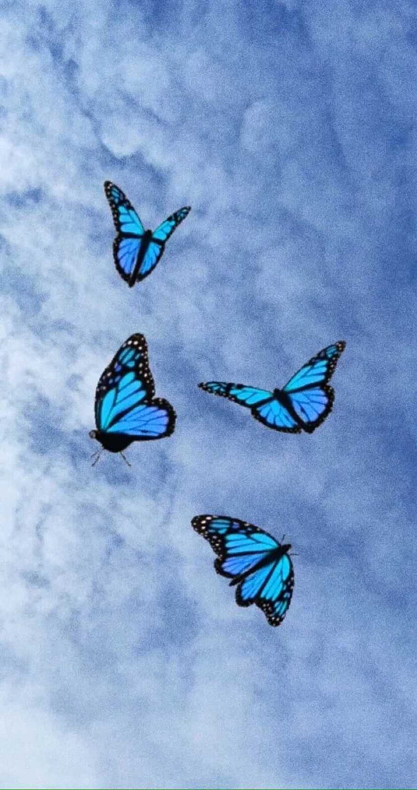 Mariposa azul, azul y verde azulado fondo de pantalla del teléfono | Pxfuel