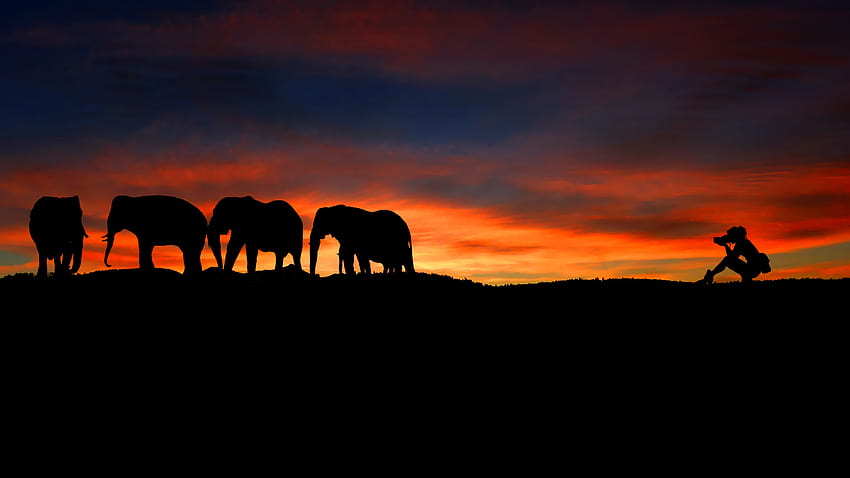 fotógrafo en silueta de elefantes salvajes al atardecer fondo de pantalla