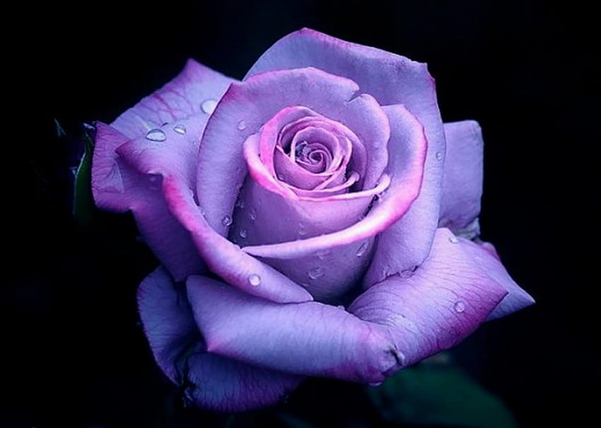 Just a hint, blue, rose, pink, black background, flower HD wallpaper