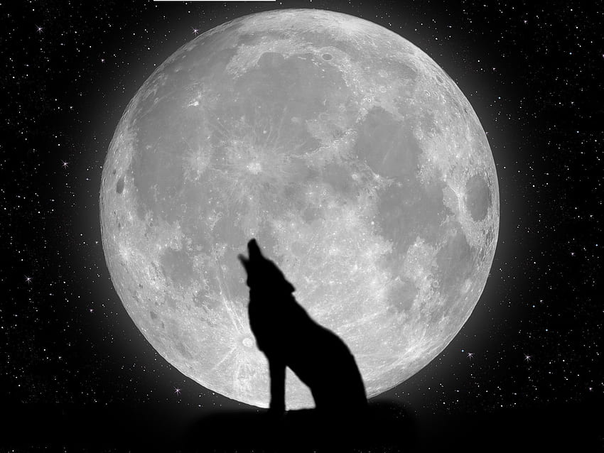 Lone Wolf 1280Ã 1024 Lone Wolf (38 ) | Adorable | | Pinterest | Wolf ...