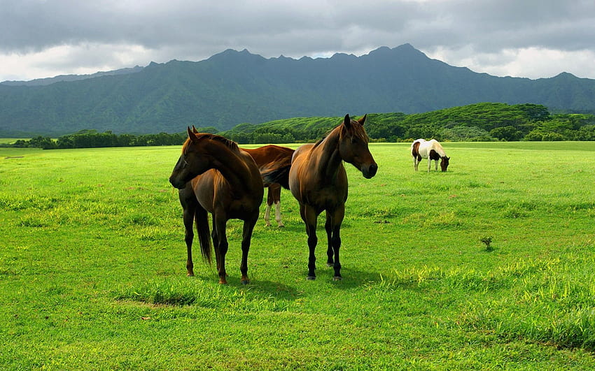 Tiere, Gras, Pferde, Spaziergang, Wiese, Weide HD-Hintergrundbild