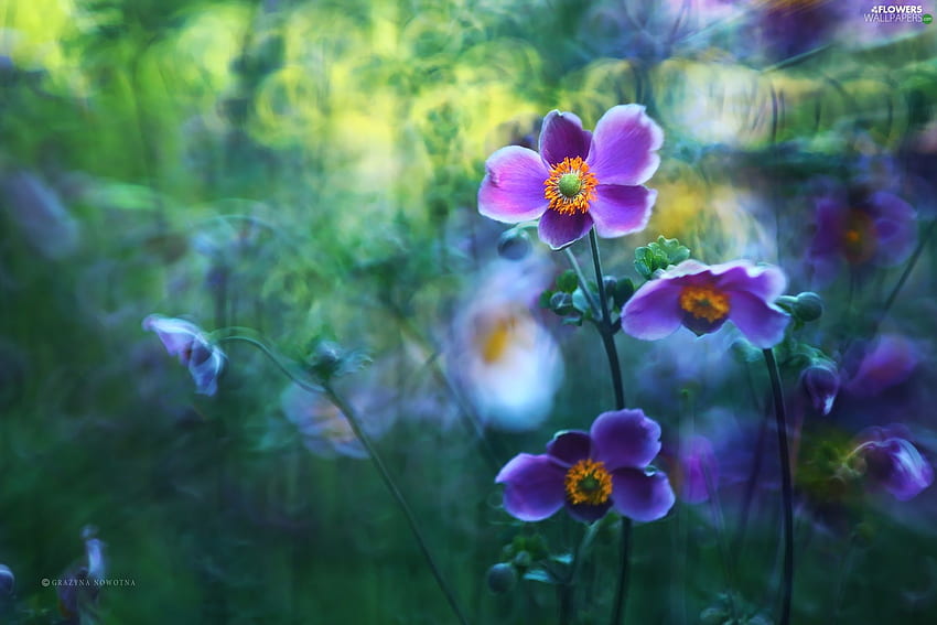 purple, Japanese anemone, Flowers - Flowers : HD wallpaper
