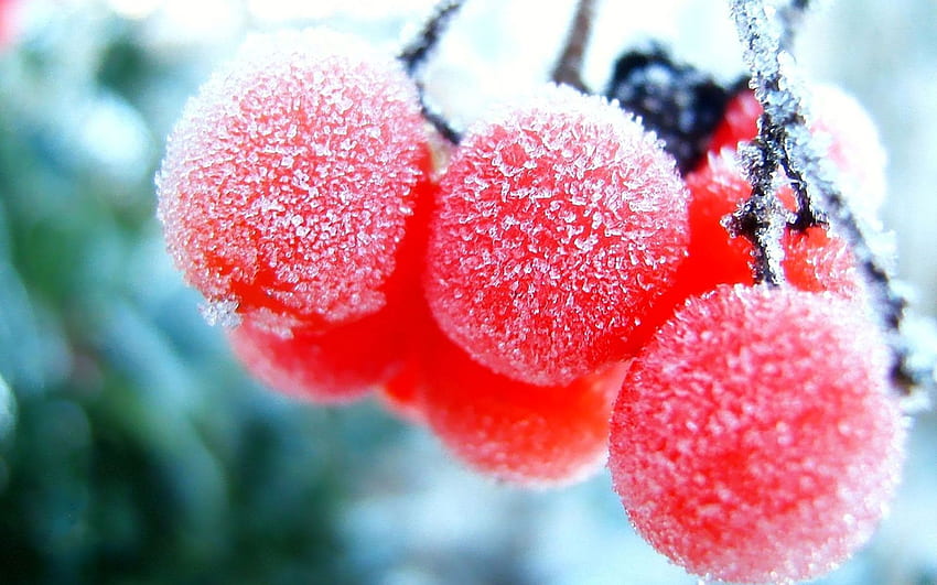 Frozen Cherry Frozen Cherry, Red Cherry HD wallpaper | Pxfuel