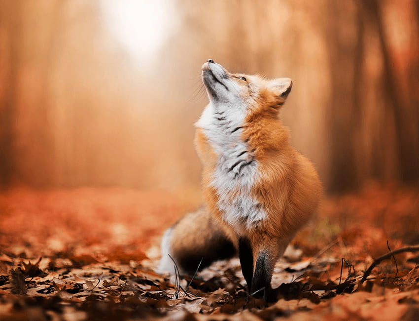 Foxes Red Fox in Autumn and background HD wallpaper