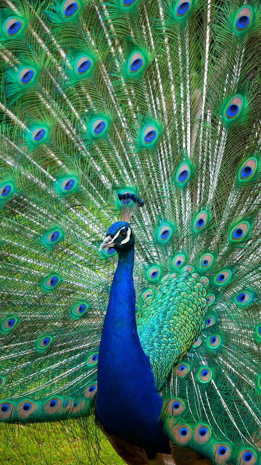 Peacock Wallpaper Stock Photos Images and Backgrounds for Free Download
