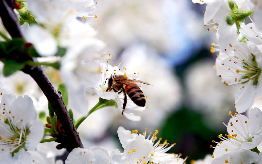 Flowers, Macro, Bee, Pollination HD wallpaper