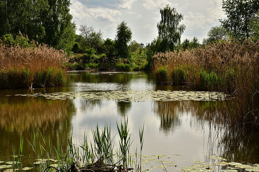 Pflanzen, Landschaft, Natur, Bäume, Teich HD-Hintergrundbild