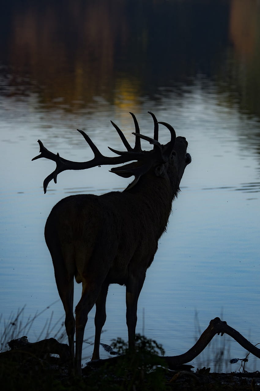 black and white deer head – Deer, Deer Aesthetic HD phone wallpaper
