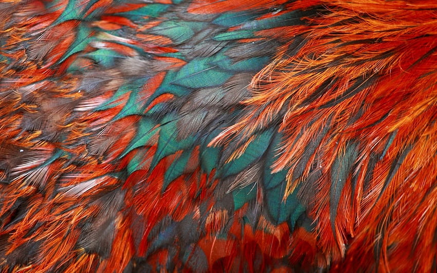 Pióra, tekstura, niebieski, pomarańczowy Tapeta HD