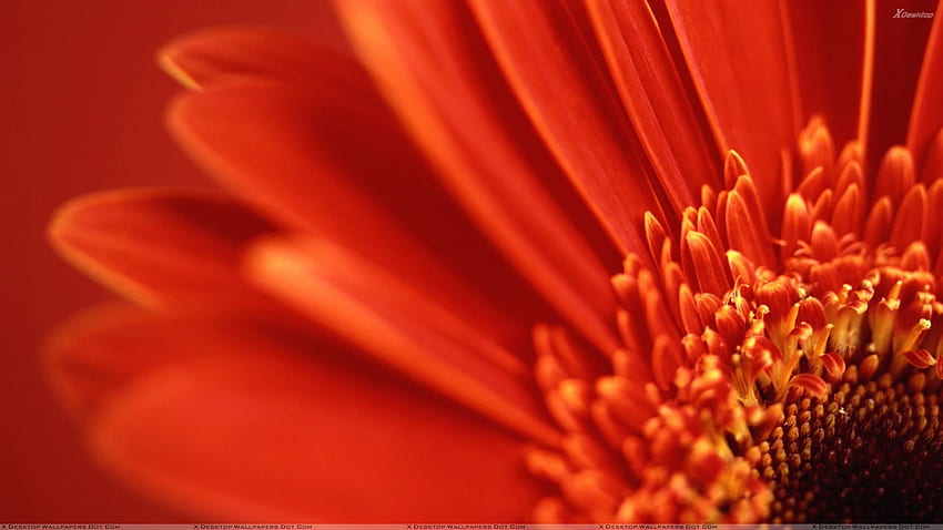 Closeup Of Red Gerbera Daisy, Red Floral HD wallpaper