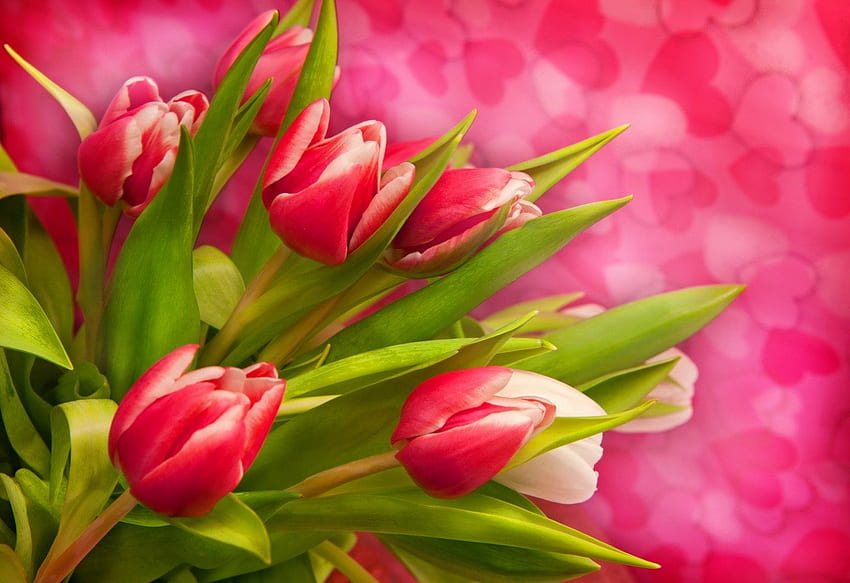 Lindas tulipas, buquê, linda, tulipas, bom, concurso, plano de fundo, rosa, delicado, bonito, frescor, vermelho, corações, flores, adorável papel de parede HD
