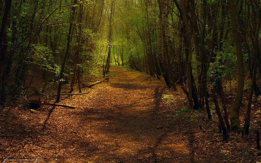 Baixar floresta, seguir, trilha, caminho Papis de parede grtis na resoluo HD wallpaper