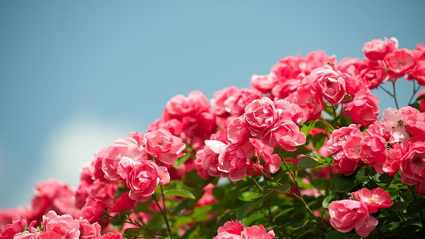 Hoa hướng dương hồng rực rỡ tạo nên bức tranh hoa tươi sáng và rạng rỡ. Hãy xem hình ảnh liên quan để chiêm ngưỡng vẻ đẹp tuyệt vời của loại hoa này.