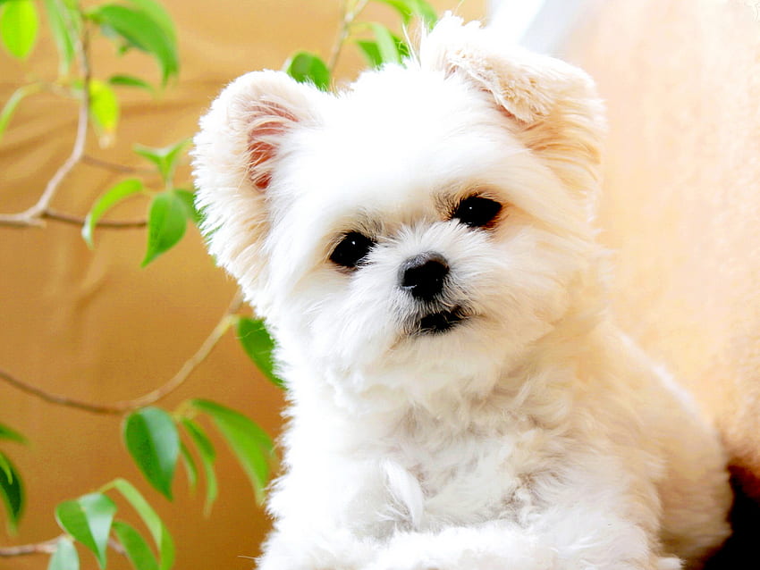 Cute white puppy, sweet, dog, puppy, white, hug, cute, adorable, fluffy HD wallpaper