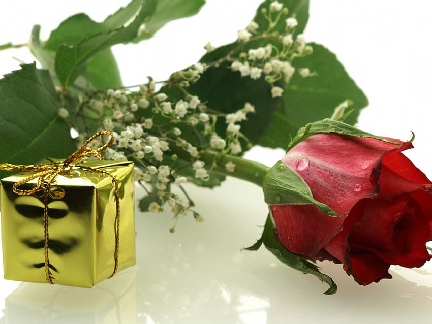 Red with Gold, rose, table, box, petals, flower, gift HD wallpaper