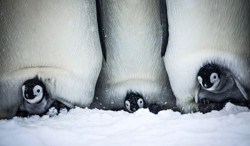 Zobacz, jak mały pluszowy pingwin walczy o przetrwanie w chłodnym domu Tapeta HD