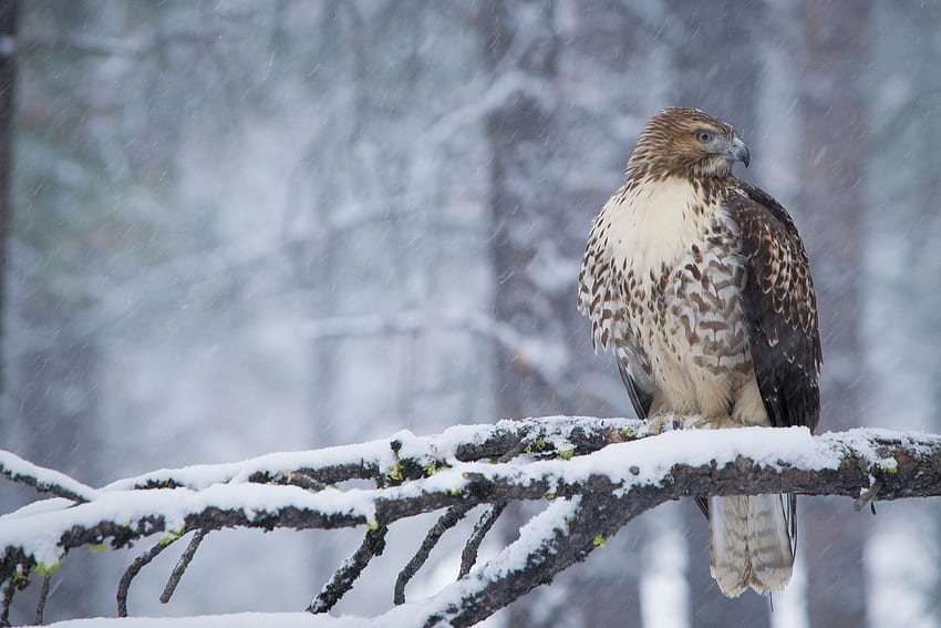 Buzzard, musim dingin, salju, pohon, raptor, ranting, hutan Wallpaper HD