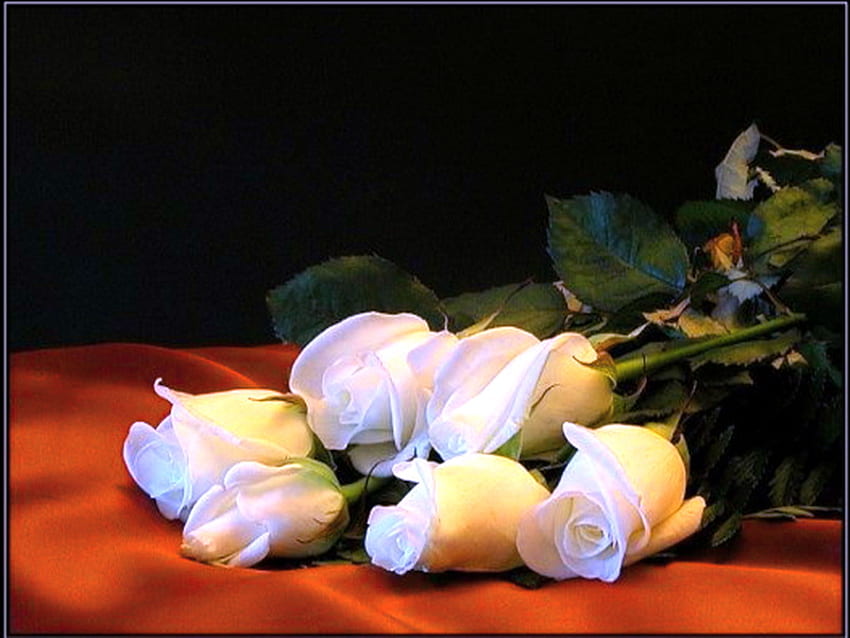 Roses de feuilles blanches, blanches, vertes, roses, fleurs, couverture rouge Fond d'écran HD