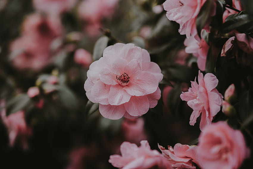 Bunga, Merah Muda, Semak, Kelopak, Mawar Liar Wallpaper HD