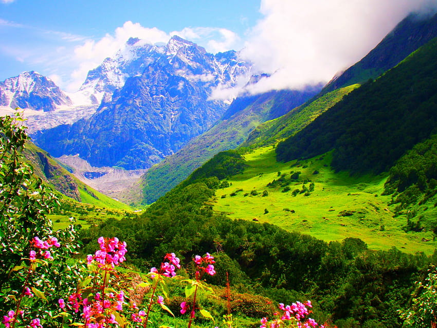 La Valle dei Fiori, Uttarakhand, India, cime innevate, bella, fiori di campo, valle, nuvole, Himalaya, fiori, erba verde, montagne, foresta Sfondo HD